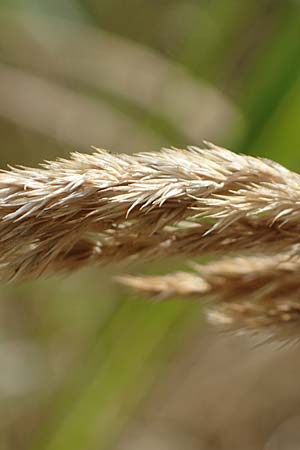 Muhlenbergia mexicana \ Mexikanisches Rauchgras, D Offenburg 3.9.2022