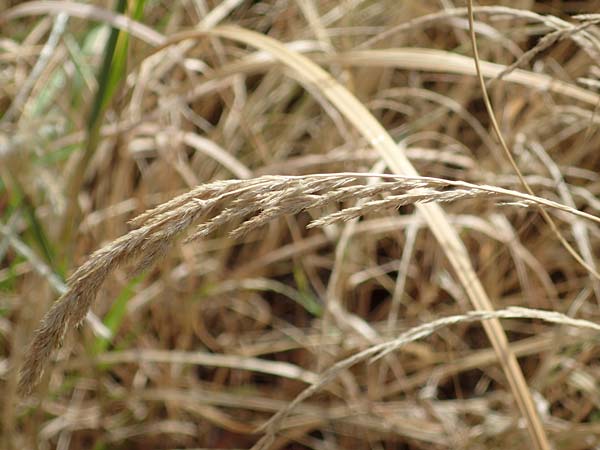 Muhlenbergia mexicana \ Mexikanisches Rauchgras, D Offenburg 3.9.2022