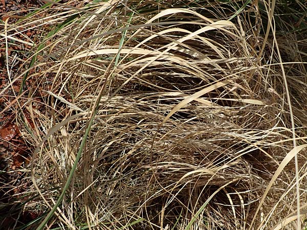 Muhlenbergia mexicana \ Mexikanisches Rauchgras / Mexican Muhly, Wirestem Muhly, D Offenburg 3.9.2022