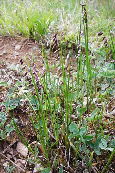 Melica nutans \ Nickendes Perlgras / Mountain Melick, D Langgöns 25.4.2015