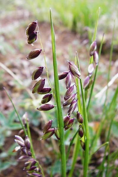 Melica nutans \ Nickendes Perlgras / Mountain Melick, D Langgöns 25.4.2015