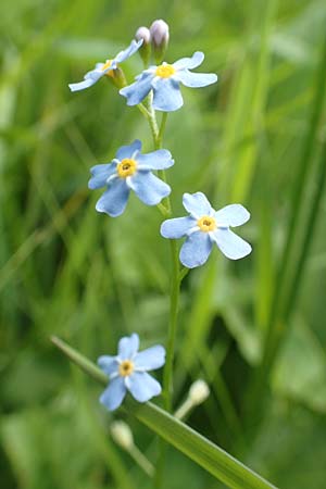 Myosotis nemorosa \ Hain-Vergissmeinnicht / Hedge Forget-me-not, D Raubach 1.6.2019