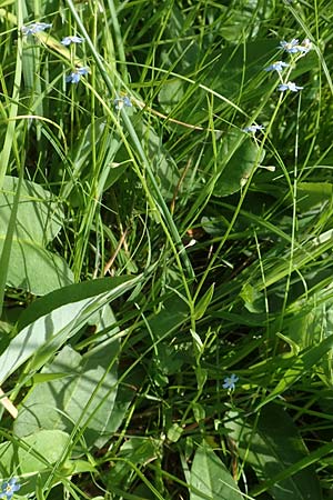 Myosotis nemorosa \ Hain-Vergissmeinnicht / Hedge Forget-me-not, D Raubach 1.6.2019