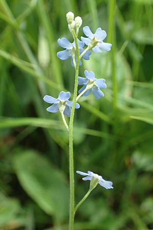 Myosotis nemorosa \ Hain-Vergissmeinnicht / Hedge Forget-me-not, D Raubach 1.6.2019