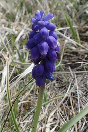 Muscari neglectum \ bersehene Traubenhyazinthe, Weinbergs-Trubel / Grape Hyacinth, D Neuleiningen 22.4.2021