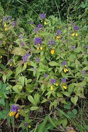 Melampyrum nemorosum \ Hain-Wachtelweizen / Blue Cow-Wheat, D Rannungen 8.8.2021