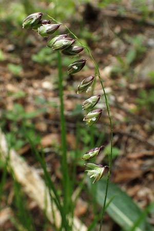 Melica nutans \ Nickendes Perlgras / Mountain Melick, D Dietfurt 5.5.2022