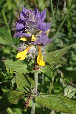 Melampyrum nemorosum \ Hain-Wachtelweizen / Blue Cow-Wheat, D Thüringen, Kölleda 15.6.2023