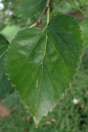 Morus nigra \ Schwarzer Maulbeerbaum / Common Mulberry, D Mannheim 23.9.2023