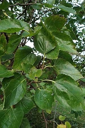 Morus nigra \ Schwarzer Maulbeerbaum / Common Mulberry, D Mannheim 23.9.2023