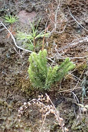 Huperzia selago \ Tannen-Brlapp / Fir Clubmoss, D Odenwald, Beerfelden 18.2.2017