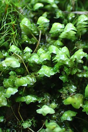 Plagiochila asplenioides ? / Greater Featherwort, Cedar-Shake Liverwort, D Black-Forest, Allerheiligen 1.8.2017