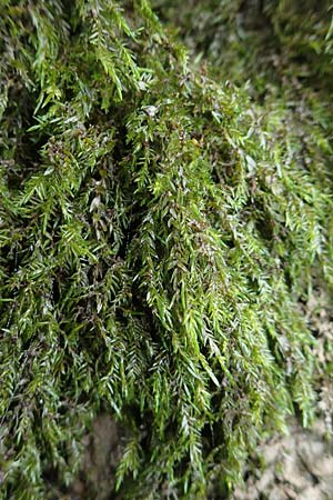 Fontinalis antipyretica / Willow Moss, Antifever Fontinalis Moss, D Weißenthurm-Kaltenengers 27.9.2017