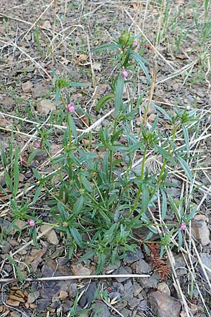 Misopates orontium \ Acker-Lwenmaul, Groer Orant / Weasel's-Snout, Lesser Snapdragon, D Gladenbach 8.10.2018