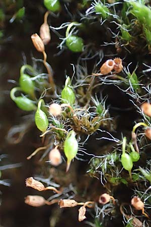 Grimmia pulvinata \ Polster-Kissenmoos, D Weinheim an der Bergstraße 13.2.2019