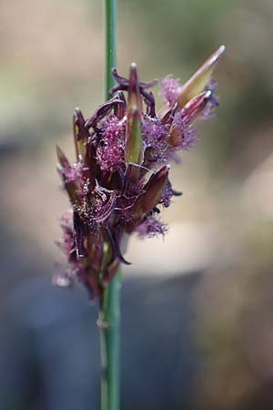 Molinia arundinacea \ Rohr-Pfeifengras, D Schwarzwald, Hornisgrinde 4.9.2019