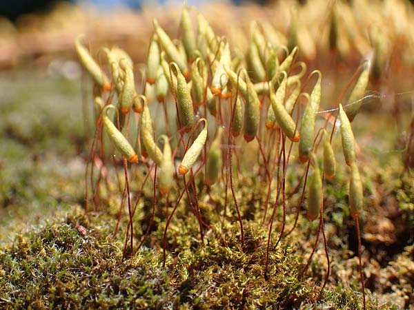 Bryum argenteum ? \ Silber-Birnenmoos, D Neuleiningen 23.4.2020