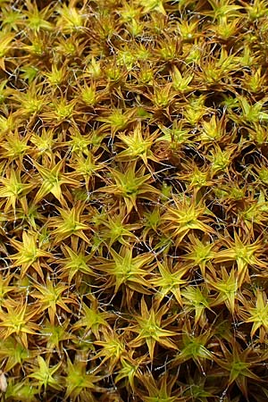 Polytrichum piliferum / Awned Haircap Moss, D Mannheim 19.5.2021