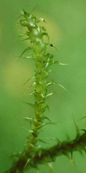 Rhytidiadelphus squarrosus \ Sparriges Kranzmoos, Sparriger Runzelpeter / Springly Turf Moss, D Essen 9.8.2021