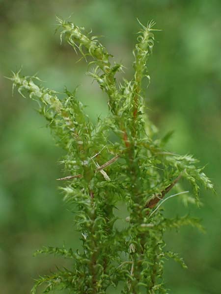 Rhytidiadelphus squarrosus \ Sparriges Kranzmoos, Sparriger Runzelpeter / Springly Turf Moss, D Essen 9.8.2021