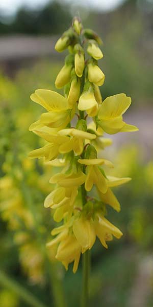 Melilotus officinalis / Ribbed Melilot, D Thüringen, Kyffhäuserdenkmal 8.6.2022