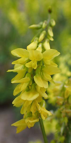 Melilotus officinalis \ Echter Steinklee, Gewhnlicher Honigklee / Ribbed Melilot, D Thüringen, Kyffhäuserdenkmal 8.6.2022