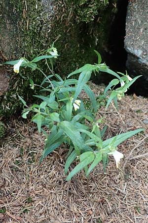 Melampyrum pratense / Common Cow-Wheat, D Black-Forest, Unterstmatt 4.8.2016