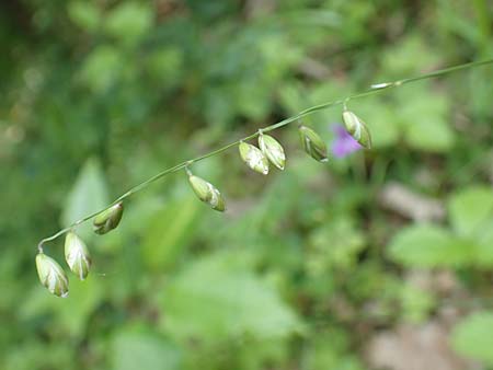 Melica picta \ Buntes Perlgras, D Gochsheim 17.5.2018