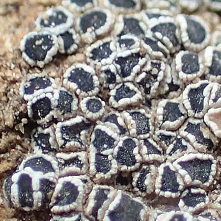 Myriolecis percrenata / Crenate Rim Lichen, D Alsheim 1.6.2018