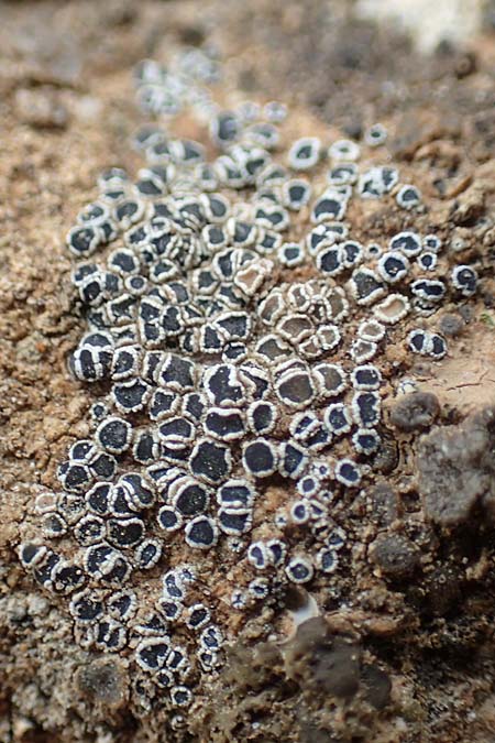 Myriolecis percrenata / Crenate Rim Lichen, D Alsheim 1.6.2018