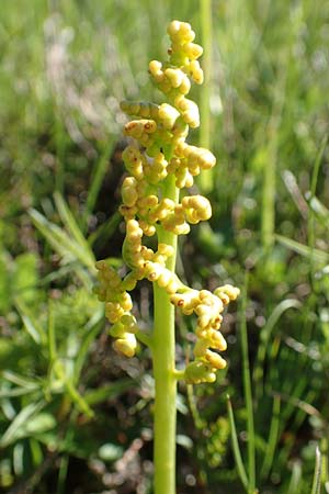 Botrychium lunaria \ Mondraute, D Schwarzwald, Feldberg 10.7.2016