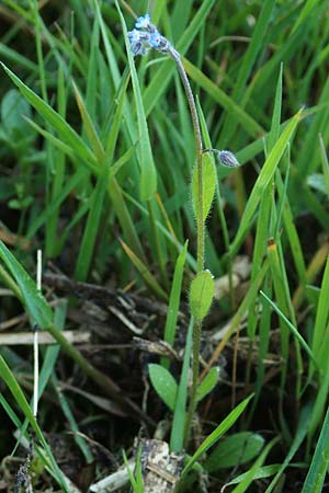 Myosotis ramosissima \ Hgel-Vergissmeinnicht, D Rödermark 13.5.2017