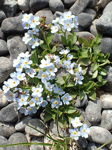 Myosotis rehsteineri \ Bodensee-Vergissmeinnicht / Lake Constance Forget-me-not, D Hegne 25.4.2018