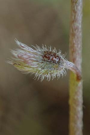 Myosotis ramosissima \ Hgel-Vergissmeinnicht, D Odenwald, Oberflockenbach 12.5.2021