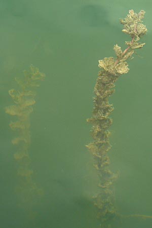 Myriophyllum spicatum / Spiked Water Milfoil, D Eisenberg 2.8.2008