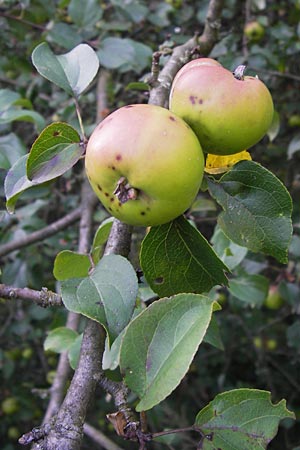 Malus sylvestris \ Holz-Apfel, Wild-Apfel, D Pfalz, Speyer 25.7.2012