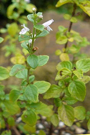 Micromeria thymifolia \ Balkan-Steinminze, Schein-Quendel, D Botan. Gar.  Universit.  Mainz 13.9.2008