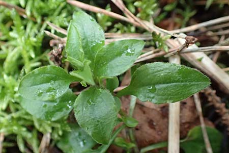 Moehringia trinervia \ Wald-Nabelmiere / Three-Nerved Sandwort, D Reilingen 19.2.2016