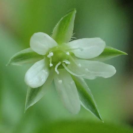 Moehringia trinervia \ Wald-Nabelmiere, D Heidelberg 29.4.2017