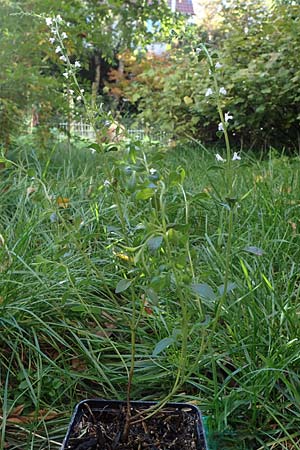 Micromeria thymifolia \ Balkan-Steinminze, Schein-Quendel / Thyme-Leaved Savory, D Weinheim an der Bergstraße, Botan. Gar.  Hermannshof 9.10.2022