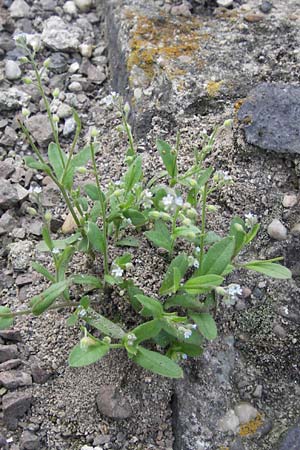 Myosotis arvensis subsp. umbrata \ Schatten-Vergissmeinnicht, D Ludwigshafen 4.7.2012