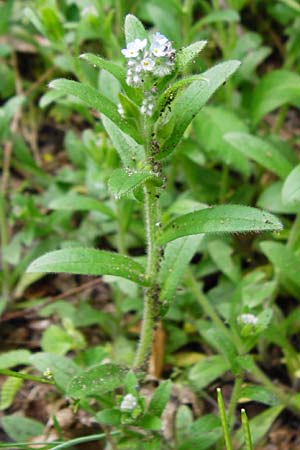 Myosotis arvensis subsp. umbrata \ Schatten-Vergissmeinnicht, D Mannheim 28.4.2015