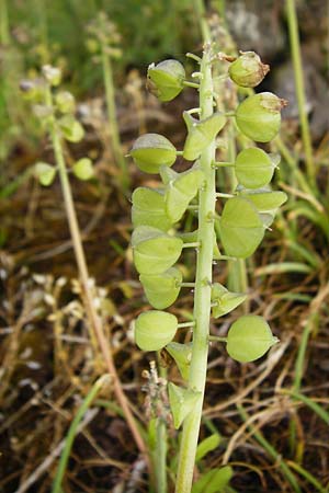 Muscari armeniacum \ Armenische Traubenhyazinthe, D Östringen-Eichelberg 5.5.2015