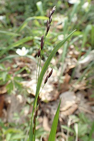 Melica uniflora \ Einbltiges Perlgras / Wood Melick, D Kraichgau, Malsch 8.4.2016