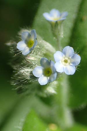 Myosotis arvensis subsp. umbrata \ Schatten-Vergissmeinnicht, D Xanten 24.4.2019