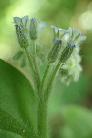 Myosotis arvensis subsp. umbrata \ Schatten-Vergissmeinnicht, D Xanten 24.4.2019