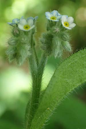 Myosotis arvensis subsp. umbrata \ Schatten-Vergissmeinnicht, D Xanten 24.4.2019