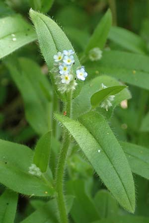 Myosotis arvensis subsp. umbrata \ Schatten-Vergissmeinnicht / Common Forget-me-not, D Xanten 24.4.2019