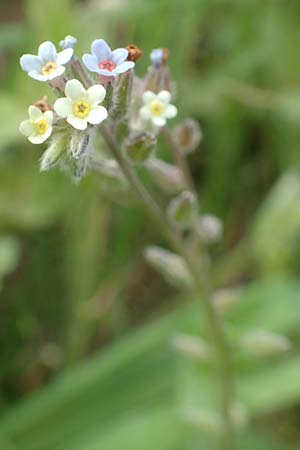 Myosotis discolor \ Buntes Vergissmeinnicht, Gelbes Vergissmeinnicht / Changing Forget-me-not, D Ottorfszell 13.5.2018