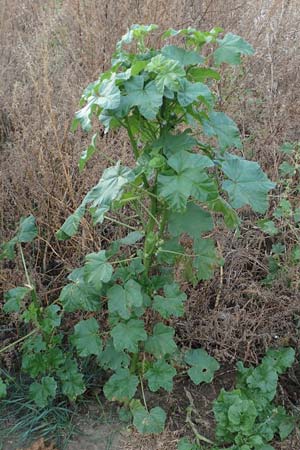 Malva verticillata \ Quirl-Malve, D Hemsbach 10.11.2018